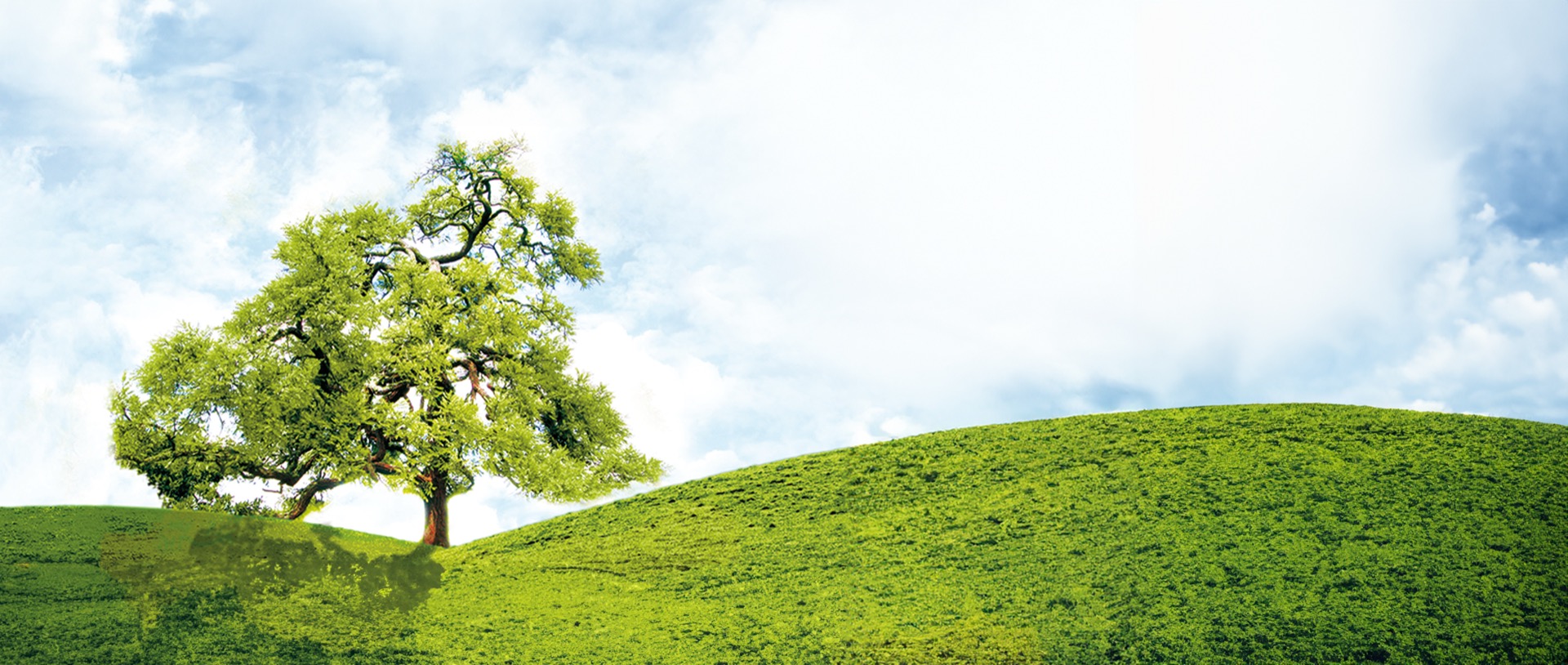 Árvore frondosa em campo verde — condicionadores de solo Natus Solos